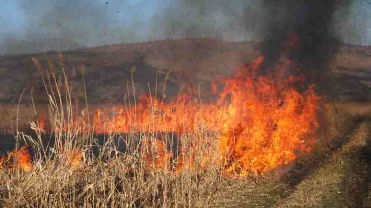 incendiu de vegetație uscată
