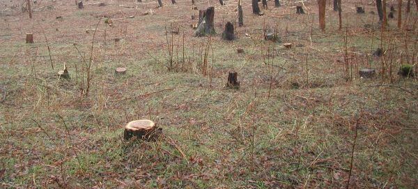 arbori taiati ilegal, foto arhivă