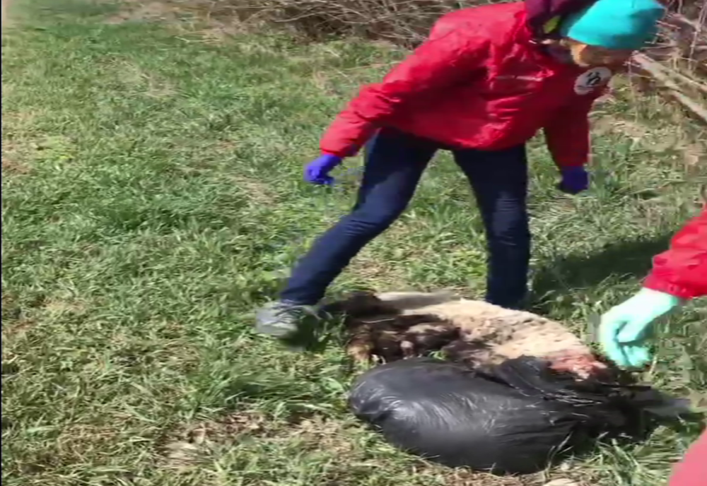 Piei de miei aruncate pe marginea E 85, la intrare în municipiul Suceava VIDEO 