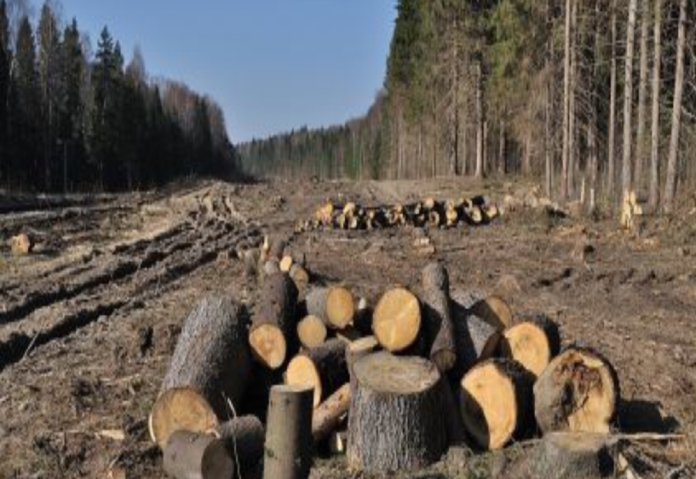 De la începutul anului 2021 au fost intensificate activitățile de prevenire și combatere a infracțiunilor silvice