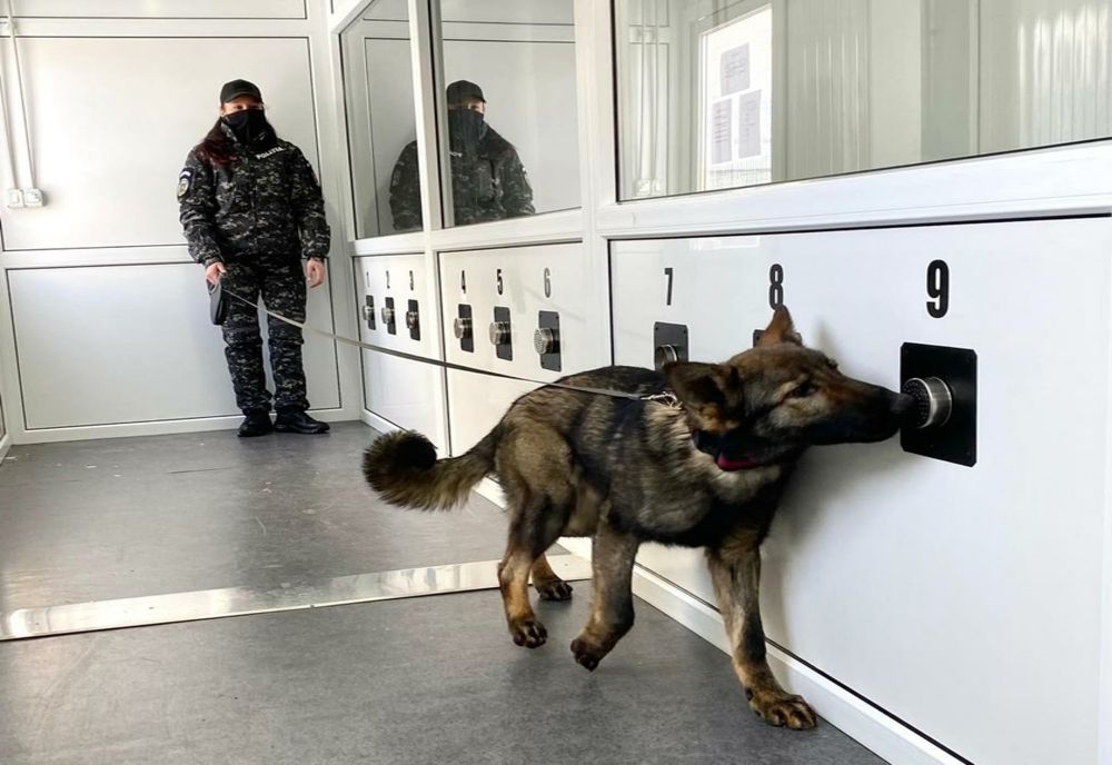 Proiect inedit: Depistarea virusului SARS-CoV 2 cu ajutorul câinilor special dresați