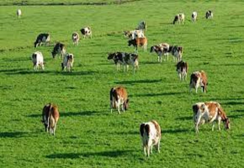 Ministrul Chesnoiu: Subvenția APIA pe pășune încasată doar de cei care asigură încărcătura cu animale!