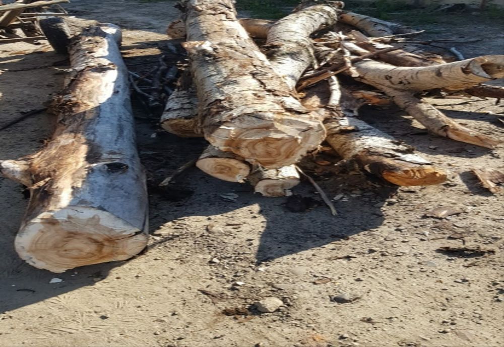 Surplus de material lemnos depistat de jandarmi în municipiul Suceava și orașul Gura Humorului