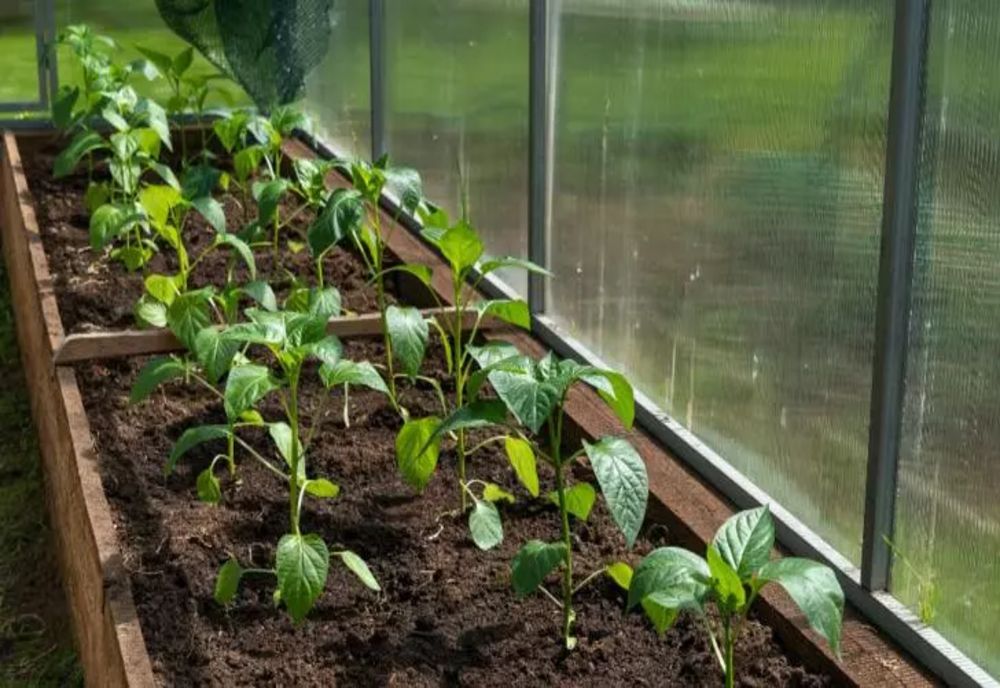Agricultura devine din ce în ce mai scumpă. Cultivatorii se plâng că vor primi subvenții mai mici