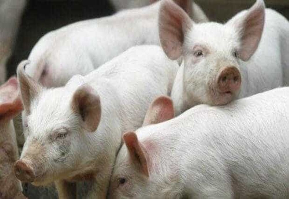 INCENDIU DEVASTATOR ÎN SUCEAVA: UN ADĂPOST DE ANIMALE A FOST MISTUIT DE FLĂCĂRI, 15 PORCI AU MURIT