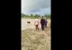 VIDEO Misiune inedită a pompierilor militari: vacă salvată din mijlocul râului Suceava