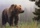Un bărbat din Frasin s-a întâlnit cu un urs în timp ce se afla în pădure la cules de bureți