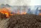Ratoș. Cinci hectare de grâu au fost distruse de un incendiu FOTO