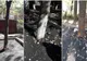 FOTO „Dorel” de la Rădăuți a asfaltat copacii dintre blocuri