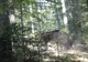 VIDEO Foresta Suceava - CSM Roman: 5-1