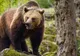 Urșii și lupii fac ravagii în satele din zona de munte a județului Suceava