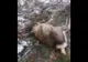 Căprioară ucisă de braconieri, pe Transrarău FOTO