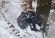 Țigări în valoare de aproape 158.000 lei abandonate de contrabandiști în zona Straja FOTO