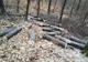Prinși de jandarmi în timp ce tăiau ilegal arbori FOTO