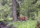VIDEO Cerb filmat în sălbăticie, într-o pădure din Parcul Național Călimani