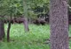 VIDEO Campioana Gloria Buzău a fost învinsă cu 2-0 de Foresta Suceava