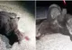 FOTO Jandarmii spun că au pierdut puiul de urs pe care l-au ciuruit cu două încărcătoare de pistol Carpați. Declarații contradictorii ale autorităților