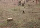 Suceava. Prejudiciu de peste 180.000 de lei din tăieri ilegale de arbori