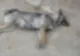 Animale otrăvite în orașul Siret FOTO