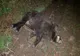 Pestă porcină africană confirmată la un porc mistreț găsit mort în albia râului Dorna