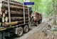 Peste 4.000 de dosare penale pentru infracțiuni silvice și amenzi de peste 13 milioane de lei