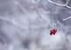 Vremea 20 ianuarie - Temperaturile, în ușoară creștere - Unde va mai ninge