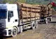 11 transporturi ilegale de material lemnos indentificate de polițiști