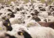 Focar nou de pesta micilor rumegătoare în Mureș. Peste 800 de oi vor fi sacrificate