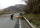 DN 17 blocat pe un sens, pe raza localității Pojorâta, după ce un arbore a căzut pe carosabil