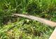 Tragedie la Panaci. Un tânăr a murit după ce a căzut într-o coasă