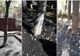FOTO „Dorel” de la Rădăuți a asfaltat copacii dintre blocuri