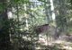 VIDEO Foresta Suceava - CSM Roman: 5-1