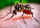 Al treilea caz de infecție cu WEST NILE, confirmat la Suceava