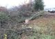 Un bărbat s-a ales cu dosar penal după ce a tăiat ilegal peste 150 de arbori