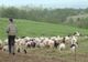 Polițiștii de frontieră au prins un urmărit general. Bărbatul se afla cu oile la păscut