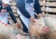 Măsuri suplimentare de prevenire a răspândirii pestei porcine africane şi controale intensificate ale inspectorilor sanitar veterinari în perioada sărbătorilor