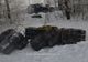 Țigări în valoare de peste 160.000 lei, abandonate de contrabandiști FOTO