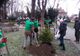 Acțiune civică de plantare de copaci în centrul municipiului Rădăuți