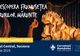 Festivalul Luminii, sâmbătă, în parcul central din Suceava