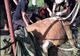 Vacă de 350 de kilograme salvată de pompieri dintr-un canal VIDEO