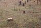 Suceava. Prejudiciu de peste 180.000 de lei din tăieri ilegale de arbori