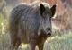 Caz șocant la Iași. Un tânăr a fost muşcat de picior de un porc mistreţ
