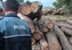 Material lemnos confiscat de polițiști suceveni