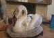 Sfârșit fericit pentru o lebădă prinsă în gheață (FOTO)