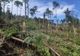 Hectare întregi dintr-o pădure din Suceava, puse la pământ, în doar câteva minute 