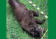 Ursul bănuit că a omorât un cioban, găsit mort în pădure