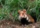 Un sucevean riscă ÎNCHISOAREA după ce a omorât 2 hârciogi. Animalele fac parte dintr-o specie protejată