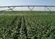 Fonduri de 105 milioane de euro pentru proiecte de infrastructură agricolă și silvică