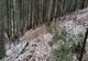 Se ascundea în pădure pentru a scăpa de închisoare
