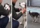 VIDEO | Revedere emoționantă între un câine și stăpânul său, refugiat din Bucha
